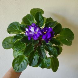 Large African Violets  $8 Each 