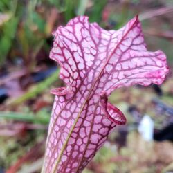 Cool Plants And Gorgeous Art / Gifts December 6, 10-3 @ NW Stream Center Everett