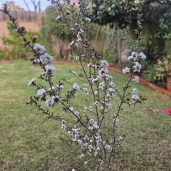 Tea Tree. Over 4ft Tall