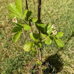 Rosborough blackberry 3.5 feet tall with flower buds