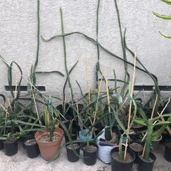 DRAGÓN FRUIT PLANTS-different plant sizes and varieties