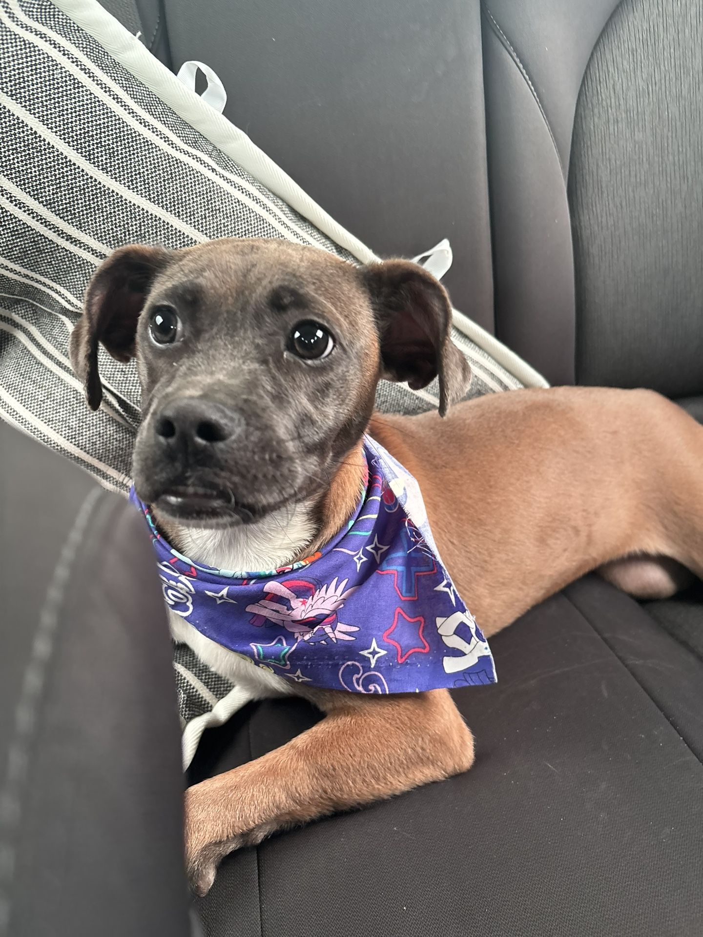 Boxer/ mixed