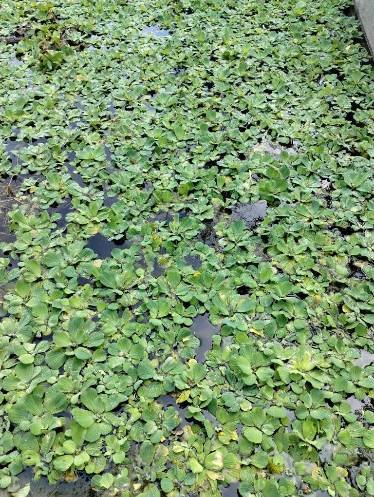 Water Lettuce Floating Aquarium Plants