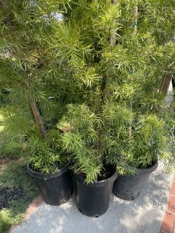 Podocarpus