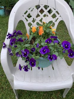 Outdoor Plant