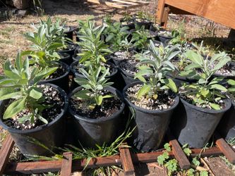 CA Native Plants