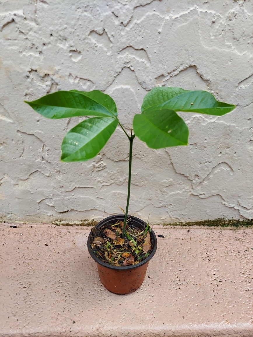 Ackee Tree Sapling