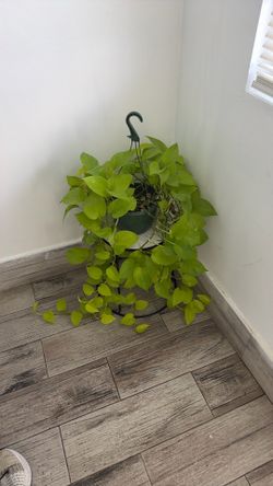 Photos Plant