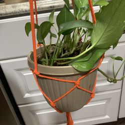 Plant Hanger Only
