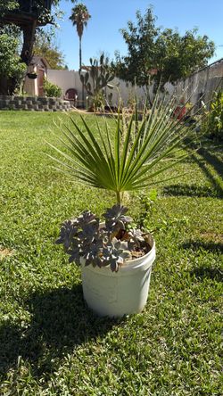 Fan Palm and Succulents in White Pot