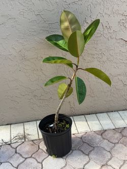 Ficus rubber tree