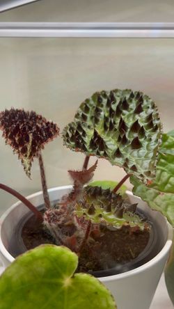 Begonia Ferox 4”