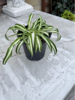 Plants for trade