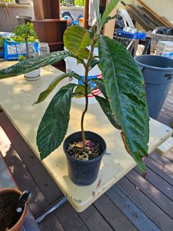 Loquat tree (small)
