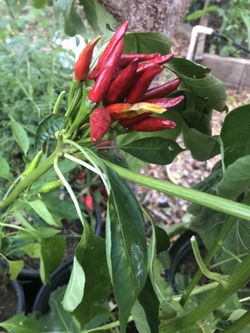 Hot Pepper Plants For Sale