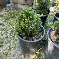 Boxwood Globe