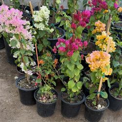 Guvanbilias In One Gallon $20 Each Price Firm 