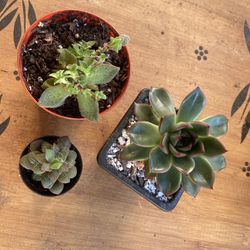 Three Small Live Succulent Plants