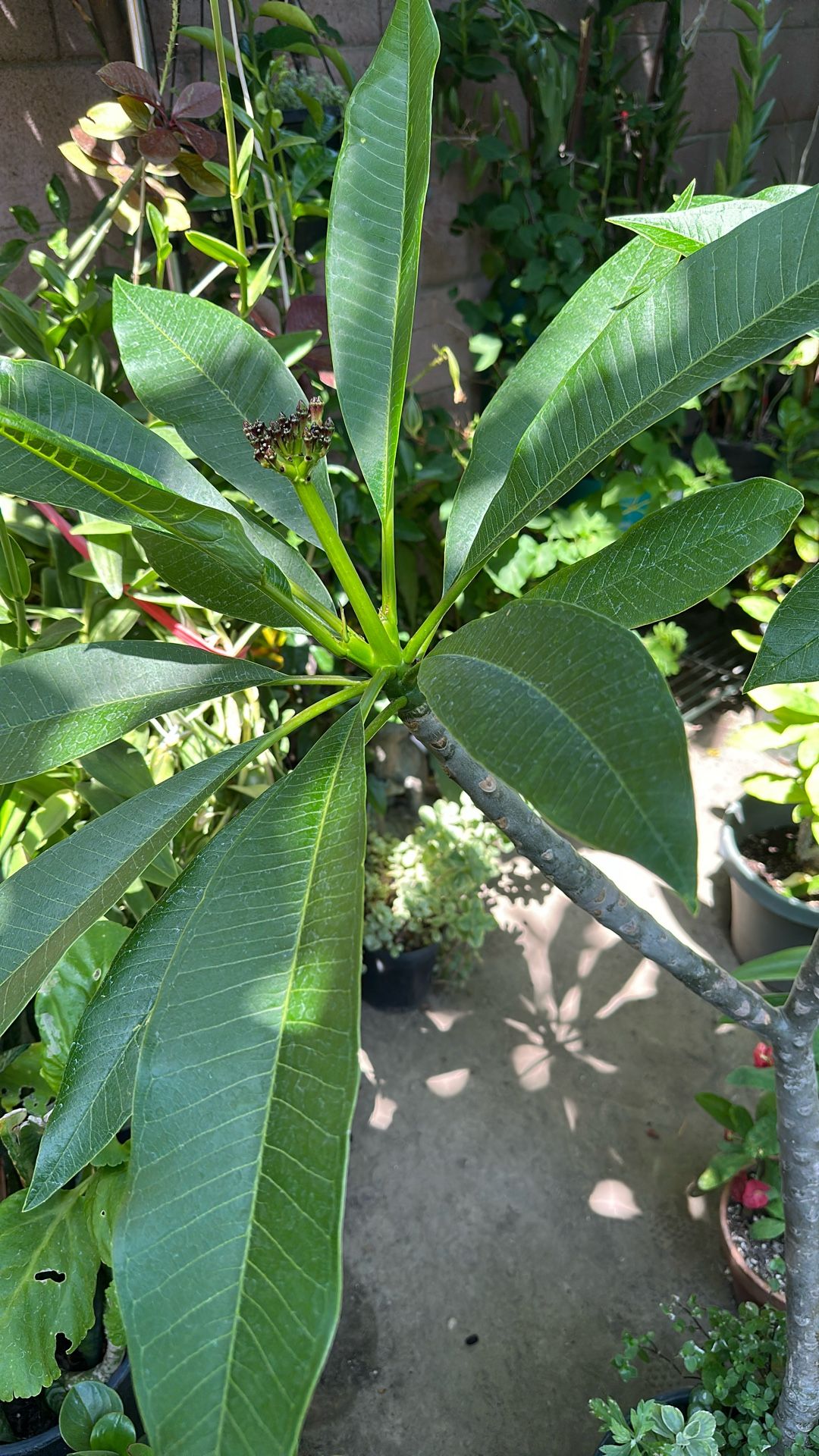 Plumaria Blanca Doble Próxima A Olorizar