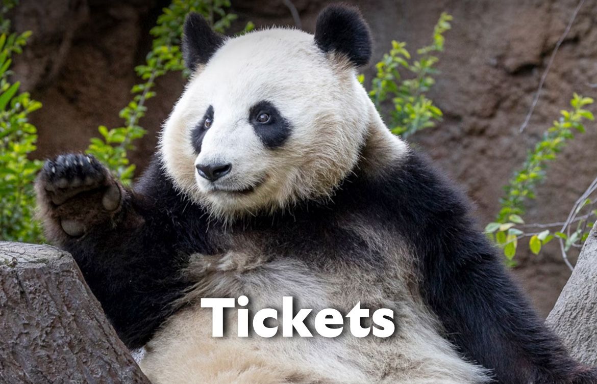 San Diego Zoo Tickets