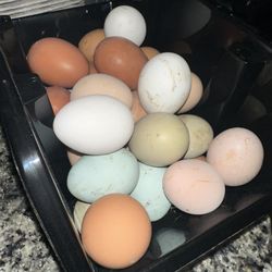 Fresh Eggs Available