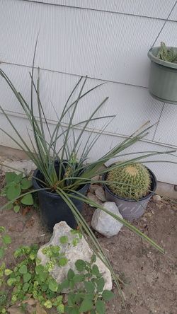 Red Coral Yucca