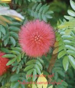 * pink powder puff * calliandra haematocephala & other plants available*