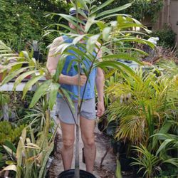 Carpenteria Palm Large 6 Ft Landscape Plant Potted Plant