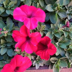 Petunias  In 6 Plant PACKS IN Puyallup 