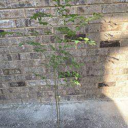 Burning Bush $20  $30