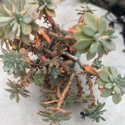 Outdoor Plant
