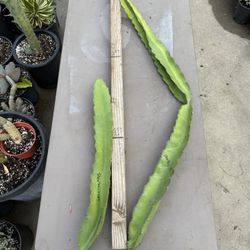 “ STARBURST “ Dragon fruit cuttings $20 each #SDFC01