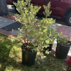 Two Large Plants