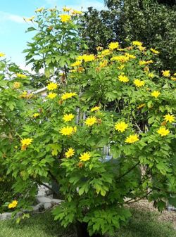 FREE “CUTTINGS” of Mexican Sunflower Plant *SEE BELOW🔻* (Tithonia diversifolia)