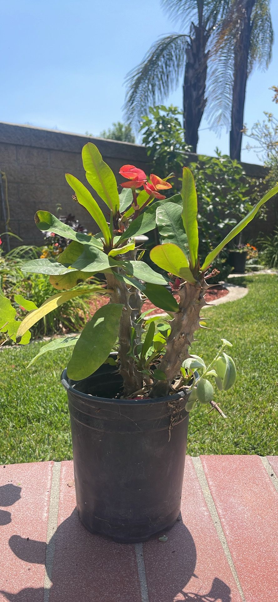 Euphorbia Plant  