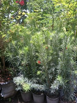 Podocarpus Sale! From $8
