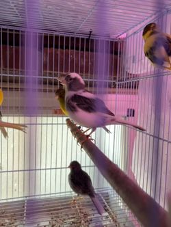 Canary Cage