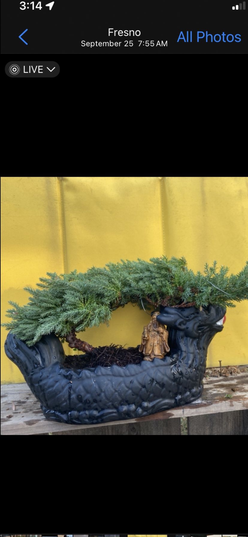 Bonsai Black Dragon Tail $55