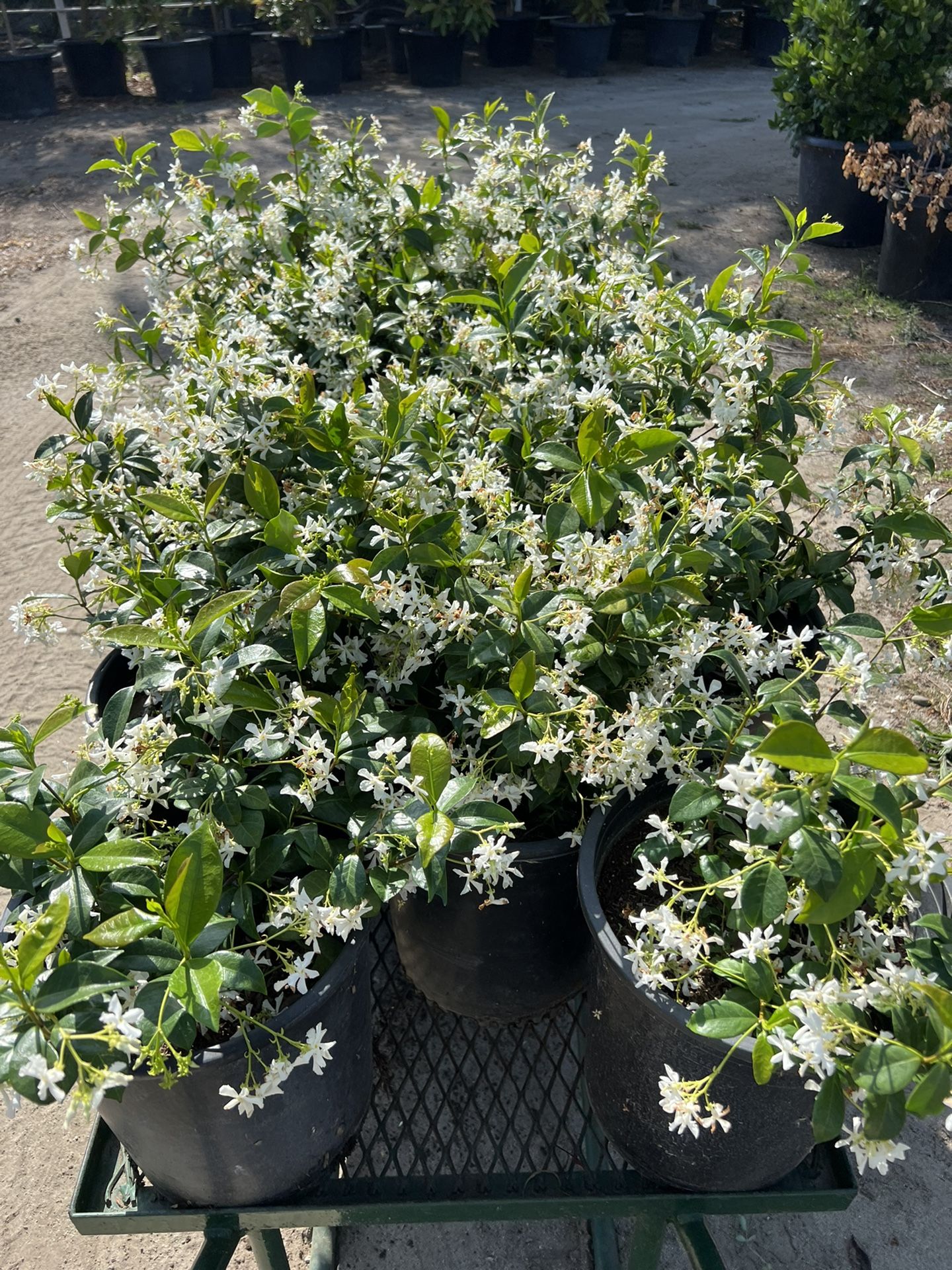5 Gallon Star Jasmine