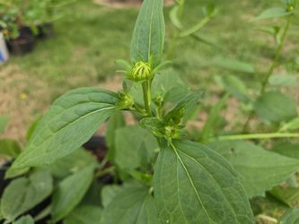 Blackeyed Susan Perennials