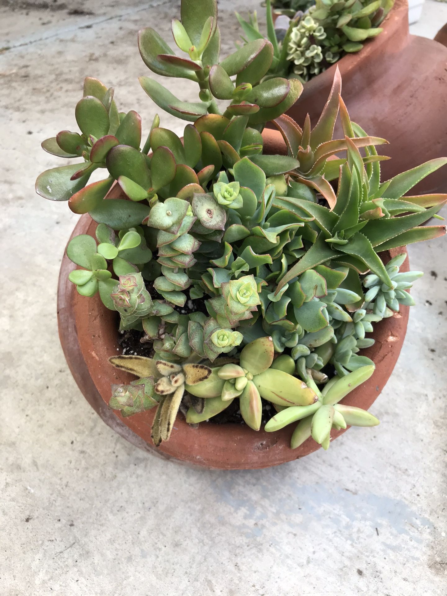 Succulents in 10inch pot