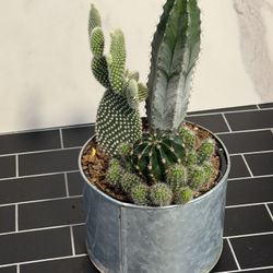 3 Cactus In One Pots