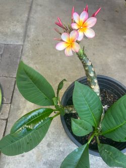 Plumeria Plant