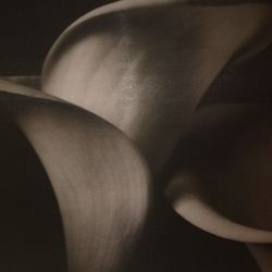 Calla Lily Art