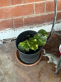 Golden Pothos and Many Other Plants