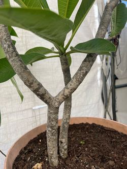 Breided Hibiscus  Tree