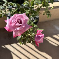 Roses in clay pots EACH $60 Flowers for the garden Plants in balcony Decor in house Home Office