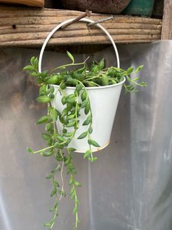 String of Tears Succulent in White Metal Bucket