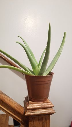 Aloe vera Healthy and best air purifying house plant in the new pot