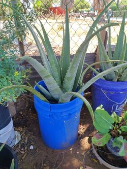 Large aloe vera plant